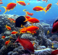 Speciale Mar Rosso