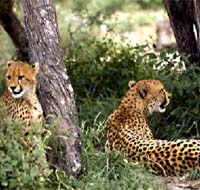 Sud Africa